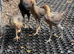 Trio of Modern Game bantams