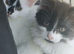8 week old kittens