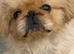 Beautiful parti colour Pekingnese boy rare apricot & white 1 year old