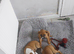 Red fox colour staffi puppies