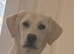 Pippa 11 month old white lab girl