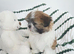 Shih tzu girl
