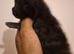 Persian x ragdolls 1 female 3 males