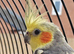 Male Cockatiel + Large Yaheetech 150cm Cage & Complete Setup - £150