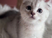 Stunning TICA Reg. Scottish Fold Kittens