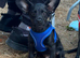 Puppy for sale
