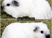 Long Haired Baby Guinea Pigs in Roche