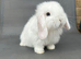 X2 lovely mini lops
