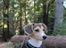 14 week male Beagle x Sheltie Collie