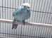Blue Kakariki