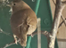 Red poll muataions finches