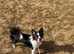Female pomeranian cross French bulldog
