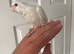 9 week old hand reared cockatiel