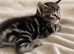 Handsome marbled tabby male kitten – available to reserve