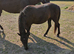 Dartmoor hill filly to make full 12.2