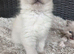 Male ragdoll