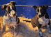 AUSTRALIAN CATTLE DOG X COLLIE PUPPIES