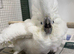 Baby Sulphur-crested & Umbrella Cockatoos