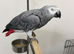 African Grey Tamed and Talking