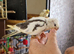 Hand reared baby Cockatiel