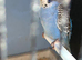 6 month old blue split for black wing budgie