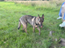 Experienced rehome needed