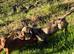Dachshund male puppies