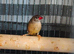 Strawberry finch