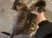 Two beautiful cats ready for their new homeGirls