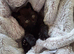 Adorable black boy Persian Cross kitten
