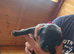 Bedlington whippet puppies