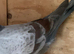 Racing racer Indigo red bar pigeon 2026 RPRA ring