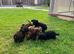 Tiny f1 cockapoo puppys ( just 1 girl now available)