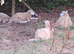 6 Lleyn Breeding Ram Lambs or Fat Lambs
