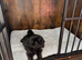 Female KC imperial Shih Tzu