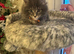Maine coon kittens for sale