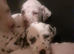 Pedigree Dalmatian puppies