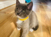 2 left beautifull kittens. Readynow :) looking forever homes