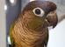 Conure tamed
