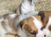 Jackrussell pups