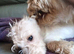 Urgent!! LAST PUP Fully vaccinated Cockapoo x Jack Russell