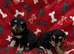 Well bred Schnoodle puppies