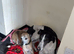 Both looking for fabulous homes