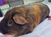 Adult Satin Boar