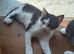 4 beautiful kittens needing forever homes