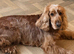 Waiting list for KC show cocker spaniel puppies