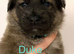 German Shepherd Puppies for sale