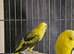 Yellow black wing opaline hen