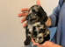 Stunning litter of cockapoo’s ready to leave soon