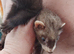 Kits hobs and jills out of half micro micro